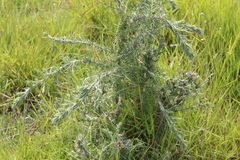 Agonopterix umbellana