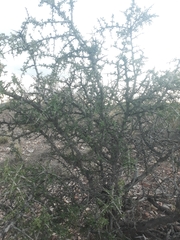 Condalia microphylla