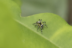 Corythalia vervloeti