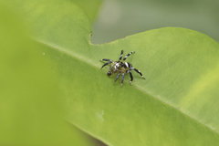 Corythalia vervloeti