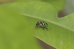 Corythalia vervloeti