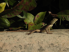 Agama picticauda image