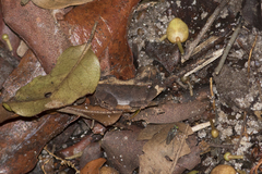 Proceratophrys renalis