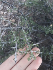 Condalia microphylla