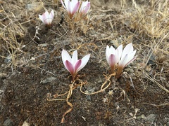 Zephyranthes andina