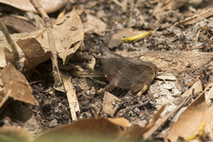 Proceratophrys renalis