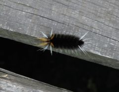 Halysidota ruscheweyhi