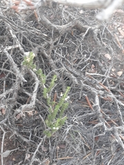 Acantholippia seriphioides