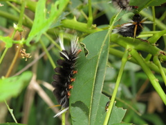 Halysidota ruscheweyhi