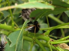 Halysidota ruscheweyhi