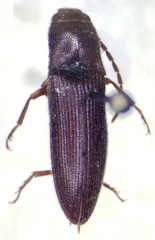 Dipropus angustatus