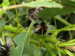 Halysidota ruscheweyhi