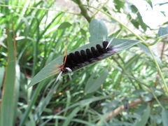 Halysidota ruscheweyhi