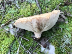 Lactarius tesquorum