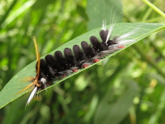 Halysidota ruscheweyhi