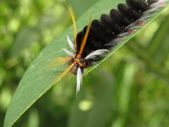 Halysidota ruscheweyhi