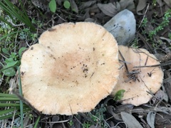 Lactarius tesquorum
