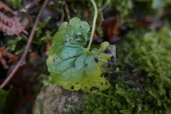 Puccinia glechomatis