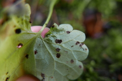 Puccinia glechomatis