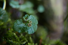 Rondaniola bursaria