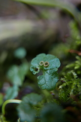 Rondaniola bursaria