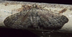 Eupithecia maestosa