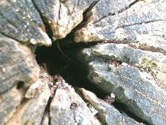 Leptogenys falcigera