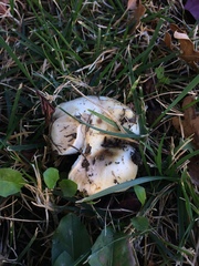 Russula