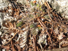 Potentilla chinensis