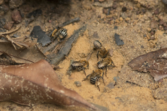 Melipona scutellaris