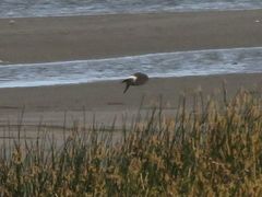 Tachycineta leucorrhoa