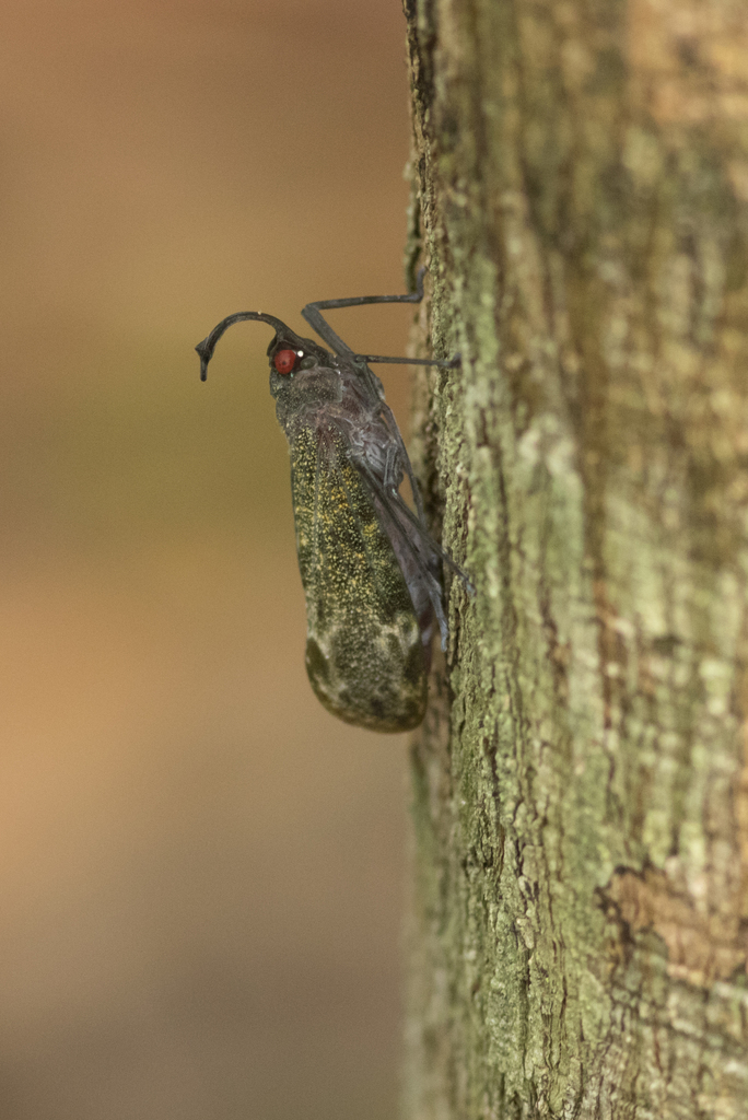Enchophora tuba