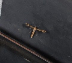 Nippoptilia cinctipedalis