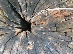 Leptogenys falcigera