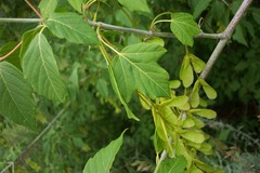 Acer negundo interius