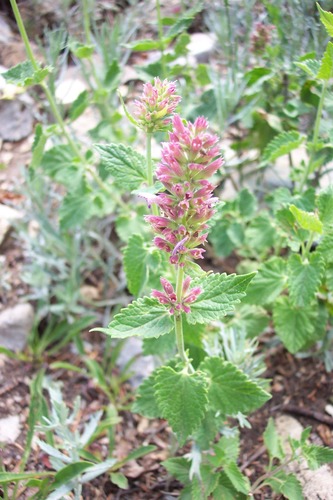 Agastache pallidiflora ssp. neomexicana
