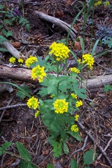 Draba helleriana