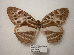 Catuna angustatum
