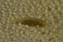 Zenopontonia soror