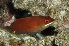 Pseudocheilinus evanidus