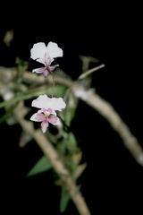 Caucaea