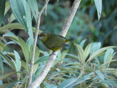 Euphonia imitans