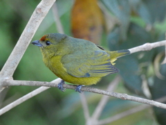 Euphonia imitans