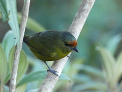 Euphonia imitans