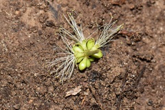 Cedrelinga cateniformis