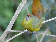 Euphonia imitans