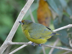 Euphonia imitans