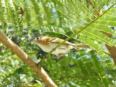 Vireo bairdi
