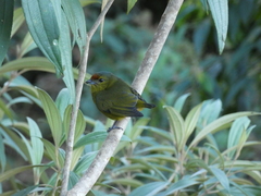 Euphonia imitans