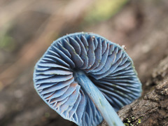 Entoloma virescens